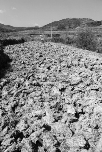 水田變旱地 李繼升 攝 水田變旱地 李繼升 攝